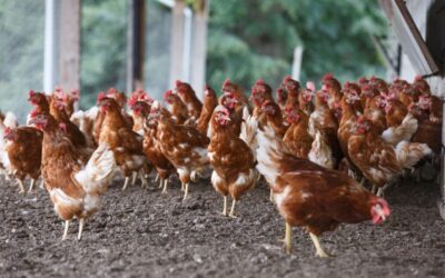 Onherroepelijke natuurvergunning niet onaantastbaar