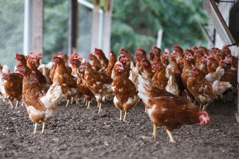 Onherroepelijke natuurvergunning niet onaantastbaar