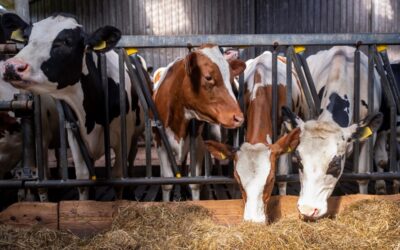 Langere openstelling Subsidieregeling extensivering melkveehouderij
