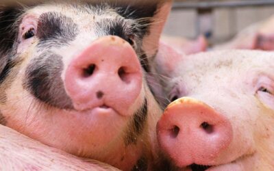 Ontwerp-AMvB dierwaardige veehouderij