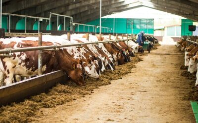Emissienormen voor biologische en extensieve melkveehouderij