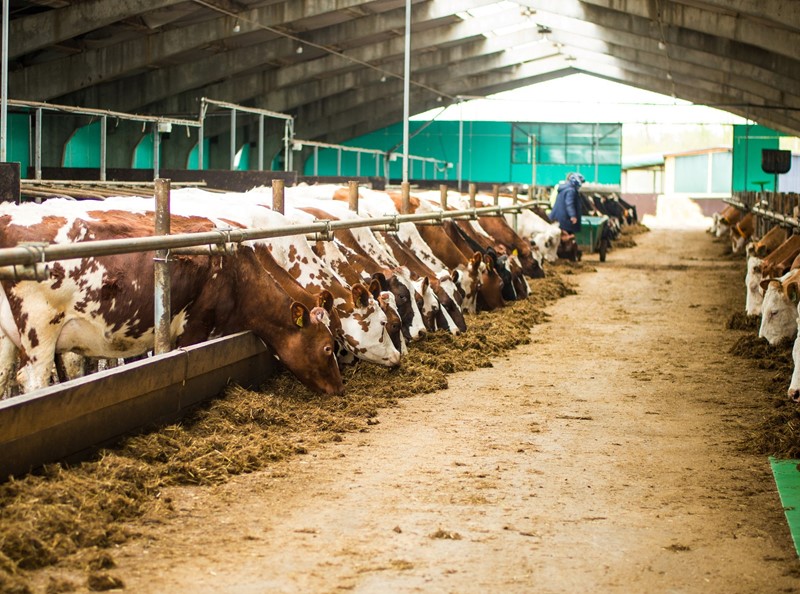 Emissienormen voor biologische en extensieve melkveehouderij